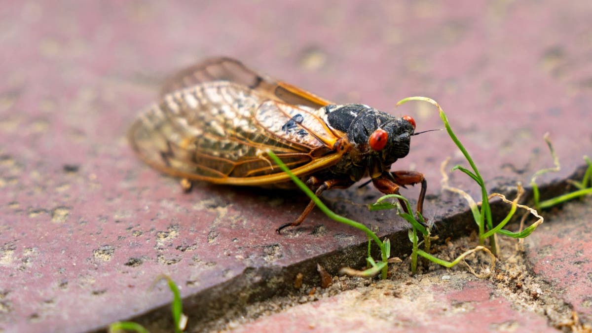 A Brood XIX cicada crosses a brick path