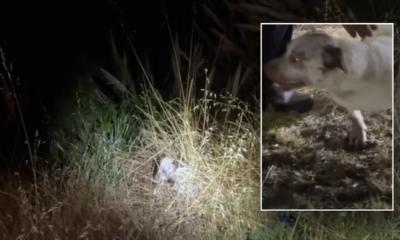Dog rescued after being chased off 'steep cliffside' by raccoons: video