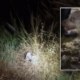 Dog rescued after being chased off 'steep cliffside' by raccoons: video