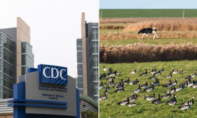 Biden admin battle with state officials in Texas, Idaho over bird flu outbreak: 'Bless their hearts'