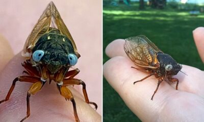 Extremely rare “blue-eyed” cicada spotted in Chicago suburb