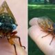 Extremely rare “blue-eyed” cicada spotted in Chicago suburb