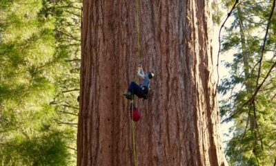 For first time, researchers scale General Sherman, world's largest tree, in search of new threat to sequoias