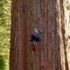 For first time, researchers scale General Sherman, world's largest tree, in search of new threat to sequoias