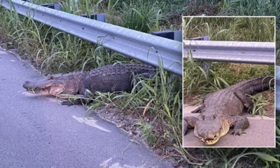 Alligator does 'death roll' while North Carolina cops wrangle him in: 'He's growling'