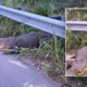 Alligator does 'death roll' while North Carolina cops wrangle him in: 'He's growling'