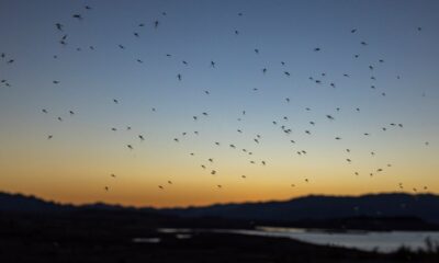 Mosquitoes swarm Texas town, officials blame climate change