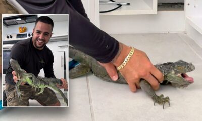 Iguana removed from Miami kitchen cabinet after 'dashing right into the house'