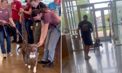 Indiana dog who 'cried endlessly' at shelter gets good news after video reaches thousands on Facebook