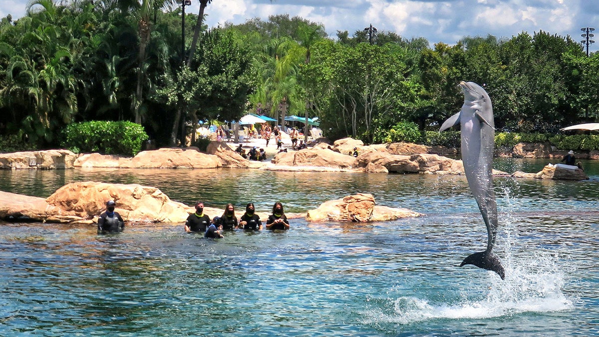 Teen girl dies after being pulled from Discovery Cove theme park pool