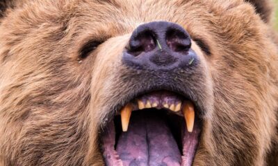 Disabled veteran who survived attack by grizzly bear recalls when instincts kicked in