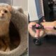 Paralyzed cat in Texas up for adoption seeks 'her person' for cuddles and care