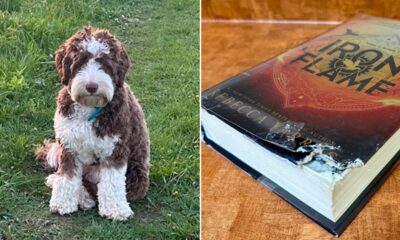 Wisconsin library to accept animal photos in lieu of fines for damaged books