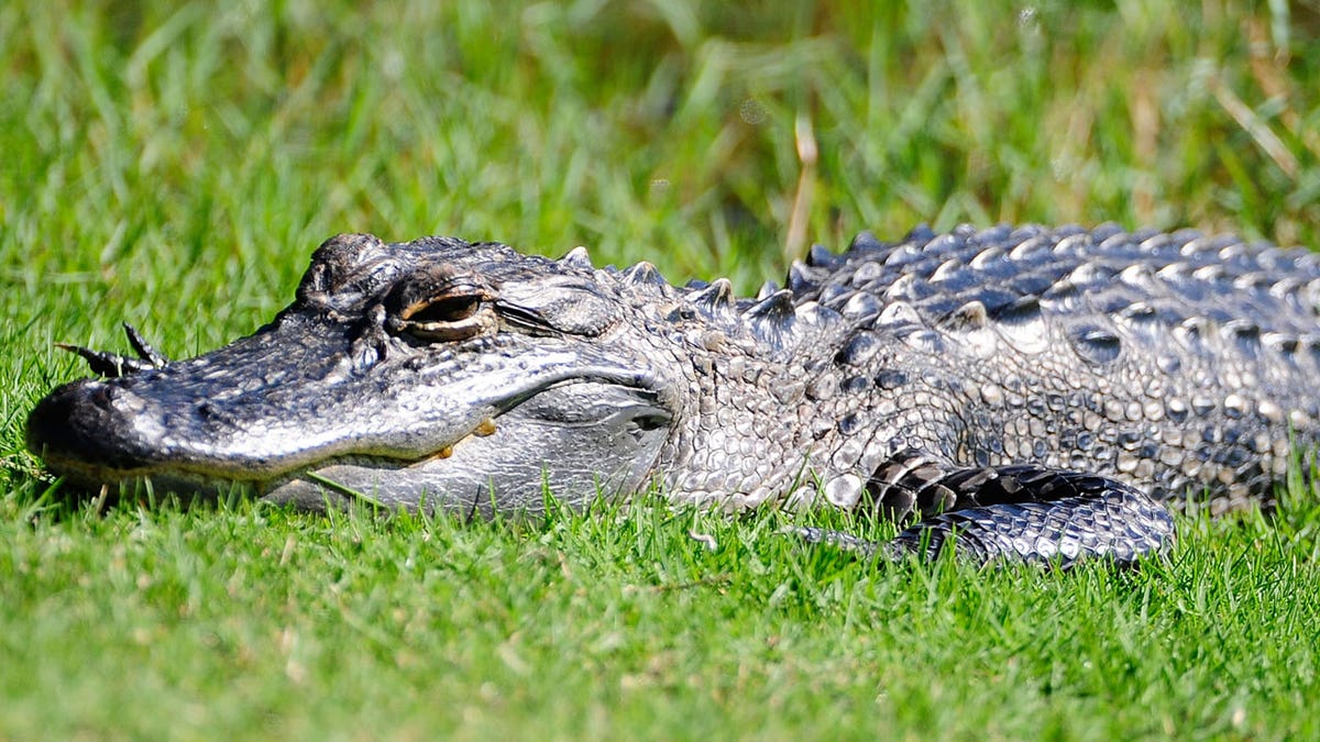 Alligator