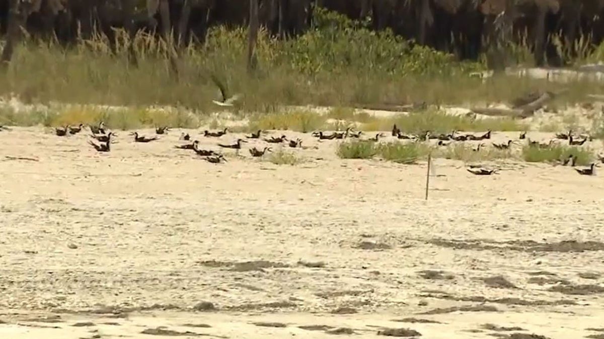 Birds at Egmont Key State Park