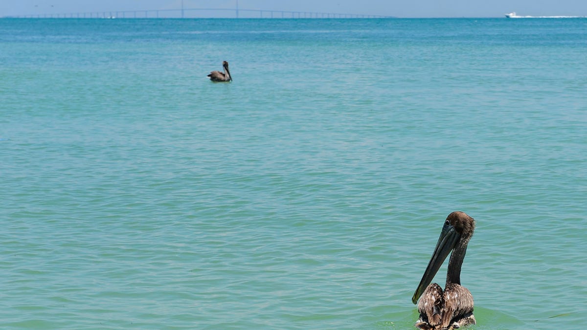 Pelicans at Egmont Key