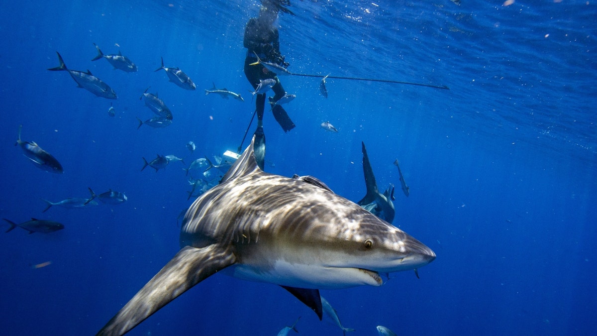 A Florida bull shark