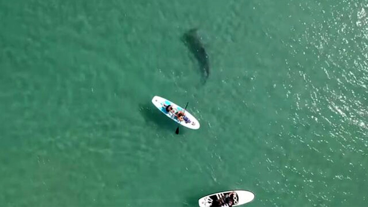 Paddleboarders with shark
