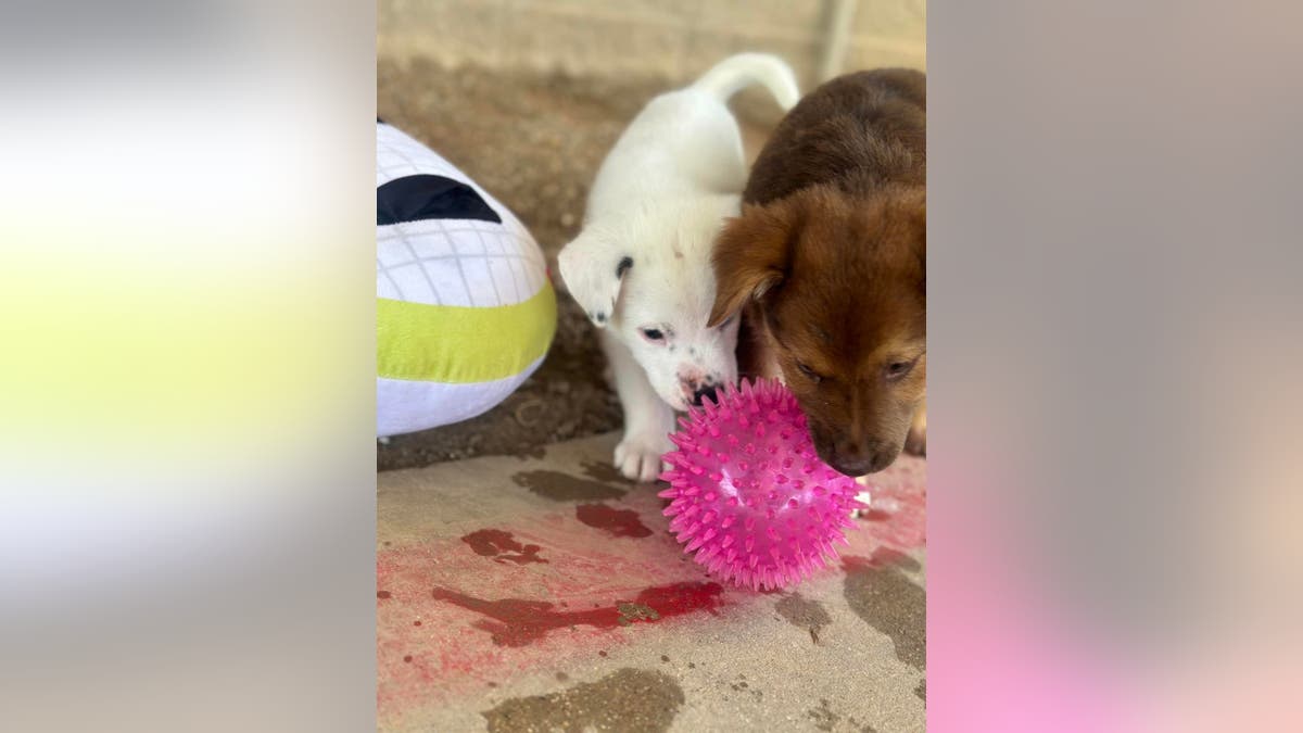 puppies rescued in texas