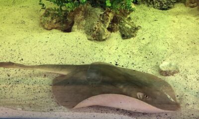 Charlotte the stingray not pregnant, has disease, says North Carolina aquarium: 'Truly sad'