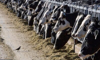 Another Michigan dairy worker has contracted bird flu