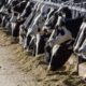 Another Michigan dairy worker has contracted bird flu