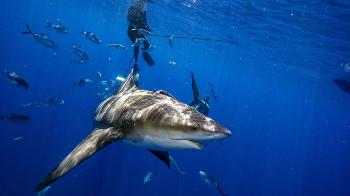 Bull shark swimming in water