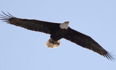 New Jersey proposes bald eagle's removal from endangered species list following big rebound
