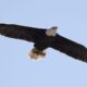 New Jersey proposes bald eagle's removal from endangered species list following big rebound