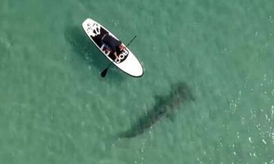 Hammerhead shark in Florida caught on video circling paddleboarders