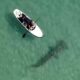 Hammerhead shark in Florida caught on video circling paddleboarders