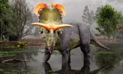 Lokiceratops, a ‘remarkable’ new dinosaur species, has been found in Montana, researchers say
