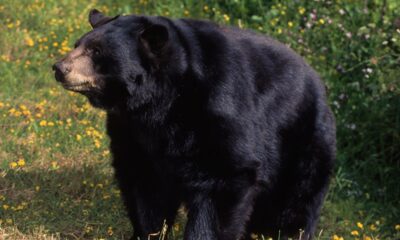 California woman was harassed by aggressive black bear she named ‘Big B—ard’ before fatal mauling in home