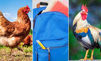 Louisiana deputy makes 'fowl' discovery in missing child's backpack