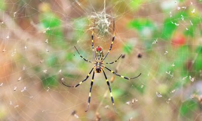 'No need to be afraid' of 'venomous flying spiders,' expert says