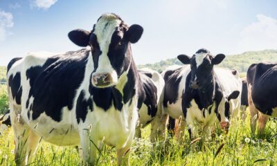 Mad cow charges, kills dairy farmworker in New York: report