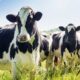 Mad cow charges, kills dairy farmworker in New York: report