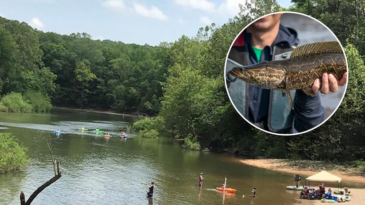 Rare snake-like fish that breathes air caught in Missouri for fourth time: 'Aggressive predators'