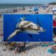 Florida beach vacation hotspot closed after back-to-back shark attacks