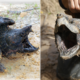 Prehistoric-looking alligator snapping turtles to be reintroduced into Kansas waters