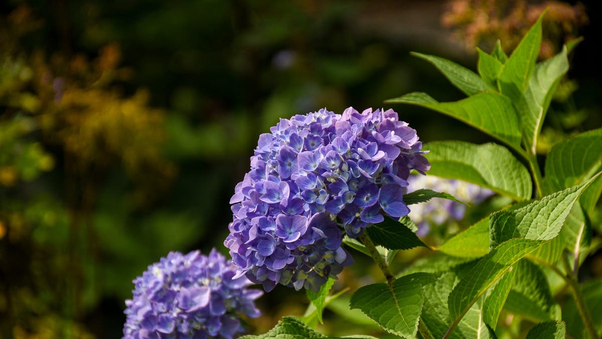 hydrangea