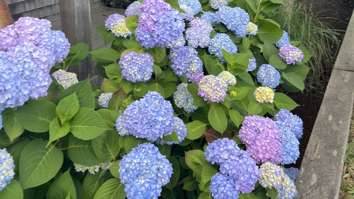 One garden communicator told Fox News Digital to make sure the estimated size of hydrangeas meets the location by sighting them appropriately.