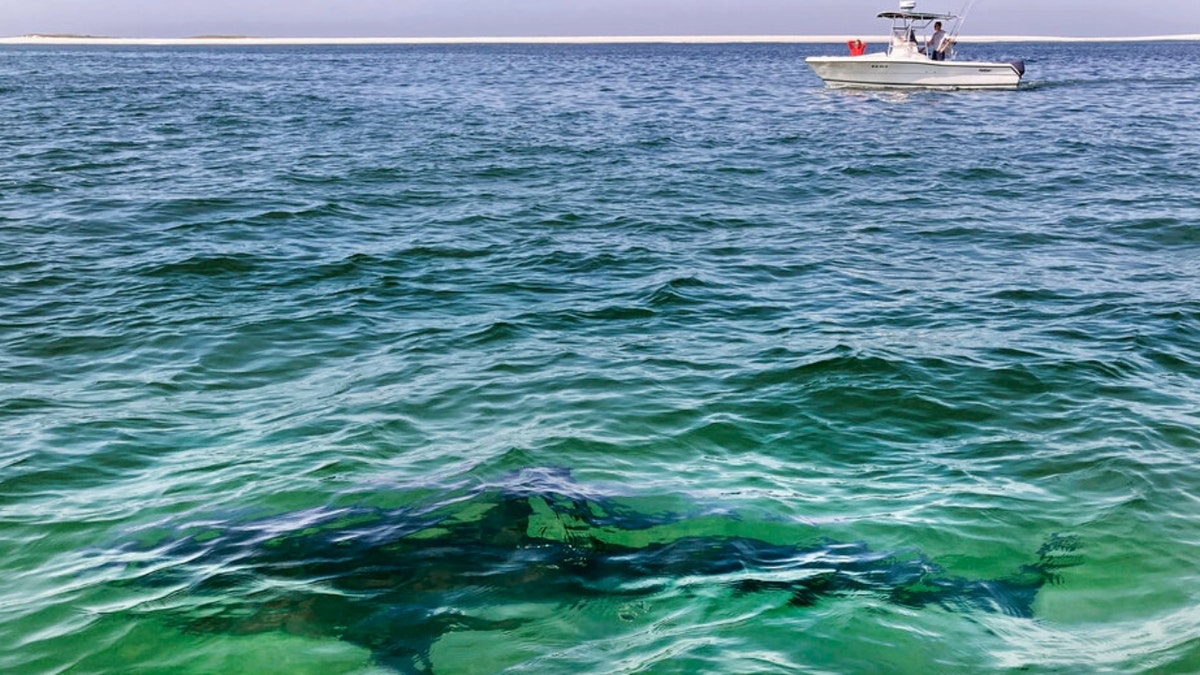 A shark off Cape Cod