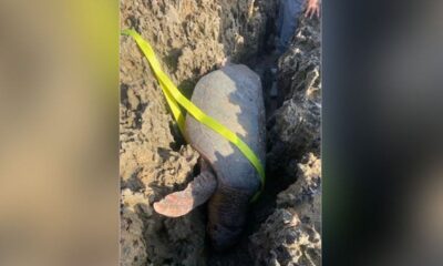 Endangered sea turtle stuck between 2 rocks after laying eggs rescued by Florida first responders