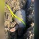 Endangered sea turtle stuck between 2 rocks after laying eggs rescued by Florida first responders