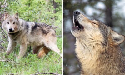 Washington officials will vote to remove gray wolf from endangered species list