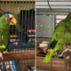 'Potty-mouthed' parrot finds home in New York after hundreds apply to adopt him