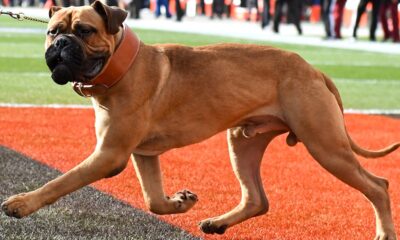 Cleveland Browns mourn death of bullmastiff mascot, PETA implores team to rescue dog from local animal shelter