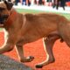 Cleveland Browns mourn death of bullmastiff mascot, PETA implores team to rescue dog from local animal shelter