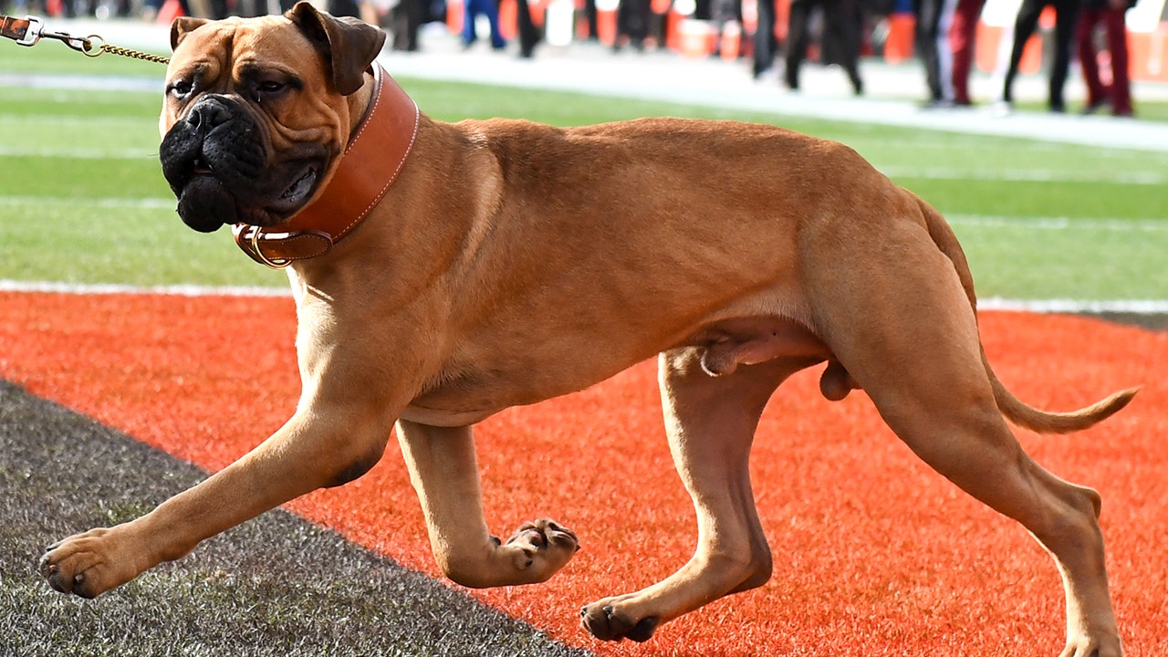 Cleveland Browns mourn death of bullmastiff mascot, PETA implores team to rescue dog from local animal shelter